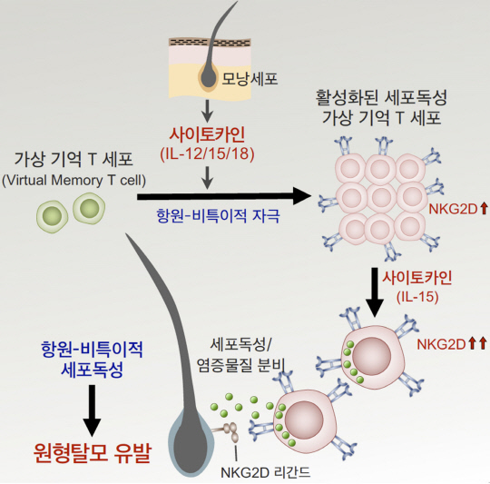 원형탈모증 발병 기전에 대한 개념도로, 가상기억 T세포에서 유래된 새로운 면역세포군이 발병 원인으로 밝혀졌다.
